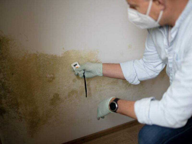 Mold Testing - BioMold Inspection